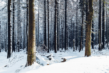 Winterliche Wälder im Harz