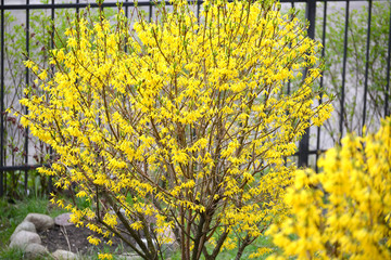 The blossoming bush of a forzition of European (Forsythia europa