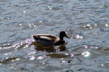 Kaczka pływająca w stawie w Zwierzyńcu na Roztoczu © klumb