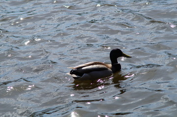 Kaczka pływająca w stawie w Zwierzyńcu na Roztoczu © klumb
