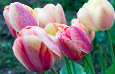 Fototapeta premium tulips closeup