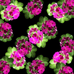 Fototapeta na wymiar Delicate floral background. Pelargonium 