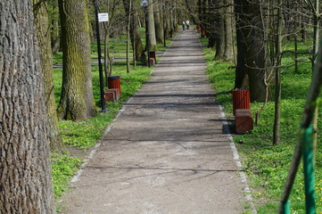 Rozkwitająca jabłoń na wiosnę © klumb