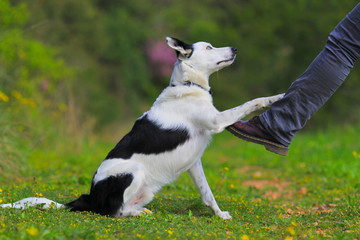 border collie