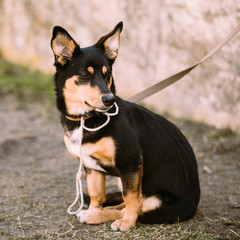 Mixed Breed Small Size Dog Lifted His Paw.