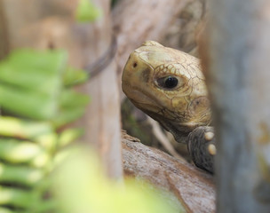 Portrait of an Eastern Box Turtle