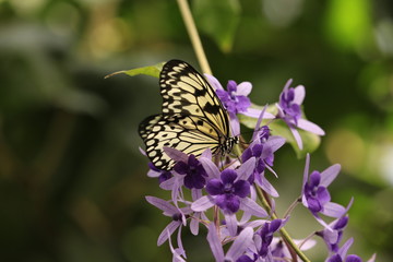 Fototapeta na wymiar Orchideen Blütenzauber