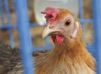 Chicken head isolatedChicken head isolated