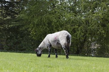Obraz na płótnie Canvas Flock of sheep on the meadow