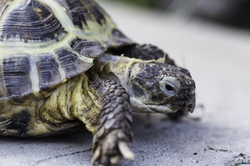 Turtle close up