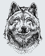 Fototapeta premium sketch of the wolf head