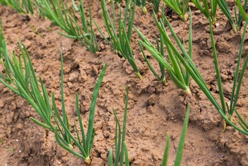 Rows of spring onion sprouts in vegetable garden in early spring
