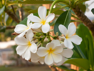 Close up of white plumeria or frangipani blossom on the plumeria