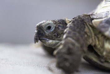 Turtle close up