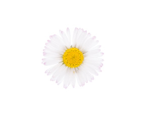 Fototapeta na wymiar Daisy flower head isolated on white