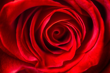 beautiful close up red rose