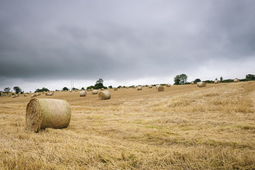 Fototapeta premium Field of hay bales, Donegal, Ulster, Ireland