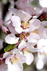 Obraz premium pink cherry blossom e background