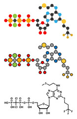 Cangrelor antiplatelet drug molecule.