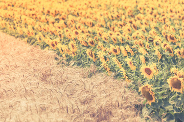 Cereal and Sunflowers Fields view