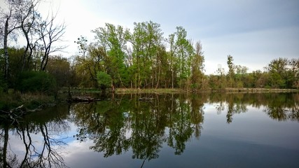 Fototapeta na wymiar Bäume spiegeln sich auf Wasseroberfläche von See