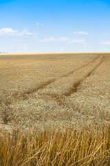 Ripe Cereal field