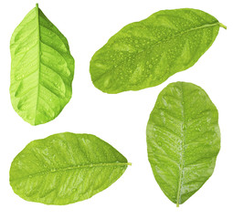 Green leaves of lemon tree, isolated on white