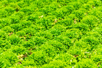 Fototapeta na wymiar Cultivated field: fresh green salad bed rows