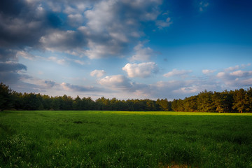 Green Field at sunset
