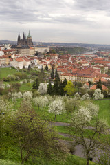 Fototapeta na wymiar pring Prague City with gothic Castle, green Nature and flowering Trees, Czech Republic