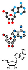 Adenosine (Ado) purine nucleoside molecule. 