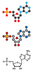 Adenosine monophosphate (AMP, adenylic acid) molecule. 