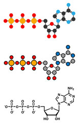 Adenosine triphosphate (ATP) molecule. 