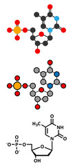 Thymidine monophosphate (TMP, thymidylate) nucleotide molecule.