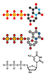 Thymidine triphosphate (TTP) nucleotide molecule. 