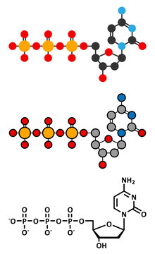 Deoxycytidine triphosphate (dCTP) nucleotide molecule. 