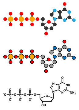 Deoxyguanosine triphosphate (dGTP) nucleotide molecule. 