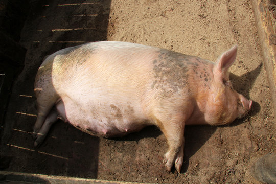 pregnant pig lying on the ground