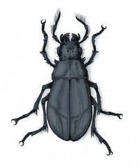 Beetle hand drawn realistic illustration