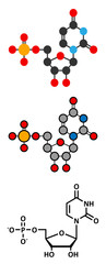 Uridine monophosphate (UMP, uridylic acid) nucleotide molecule.