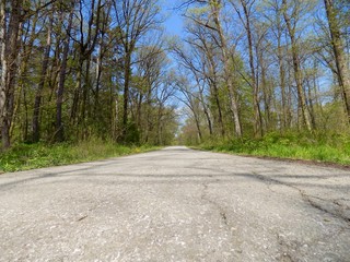 Fototapeta premium Asphalt road in deciduous forest