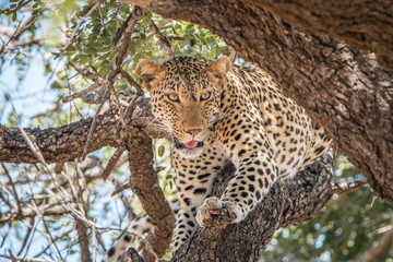 Naklejka premium Leopard in a tree in the Kruger National Park.