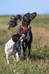 Freundschaft zwischen portugiesischem Wasserhund und Jack Russell Terrier