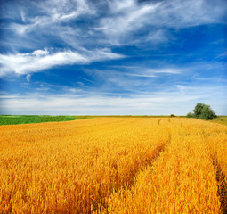 Fototapeta premium Wheat field against a blue sky