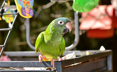 Blue Crown Conure playing on a bird cage