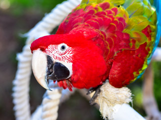 Green Wing Macaw Parrot playing