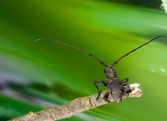 Cerambice ( Morimus asper Longicorns )