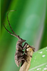 Cerambice ( Morimus asper Longicorns )