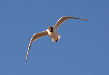 Mouette rieuse en vol