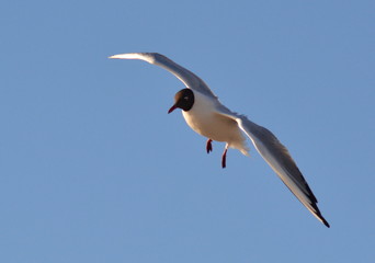 Mouette rieuse en vol